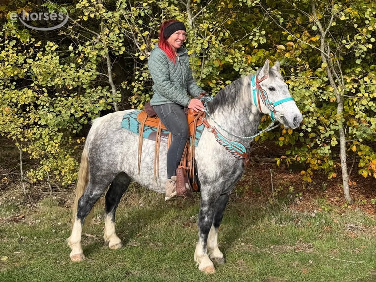 Andere Rassen Ruin 8 Jaar 142 cm Appelschimmel in Linkenbach