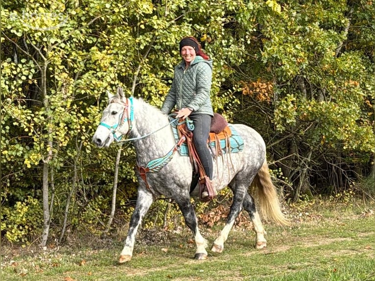 Andere Rassen Ruin 8 Jaar 142 cm Appelschimmel in Linkenbach