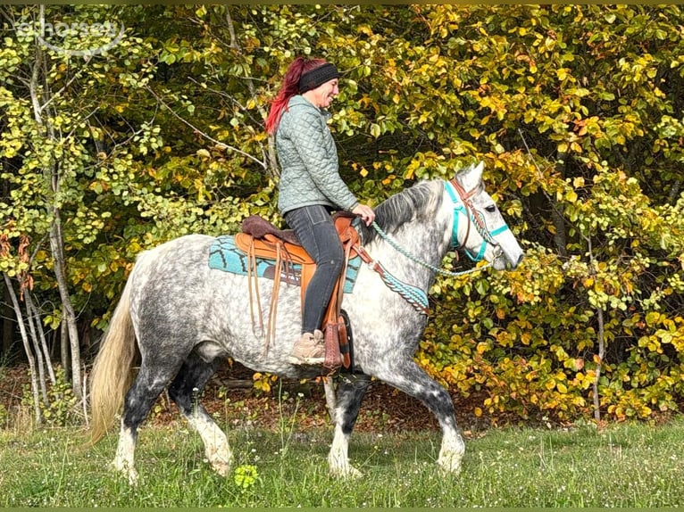 Andere Rassen Ruin 8 Jaar 142 cm Appelschimmel in Linkenbach