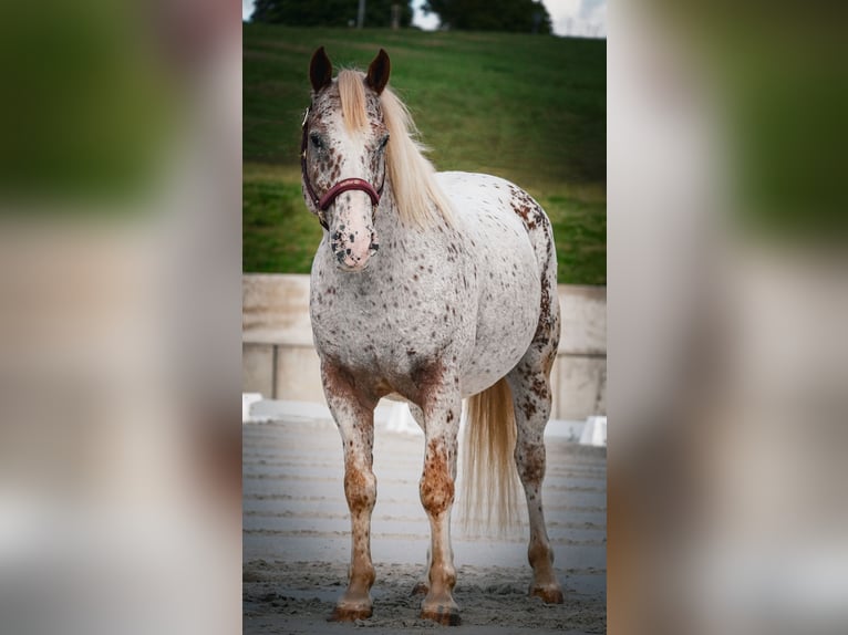 Andere Rassen Ruin 8 Jaar 147 cm Appaloosa in Nettersheim