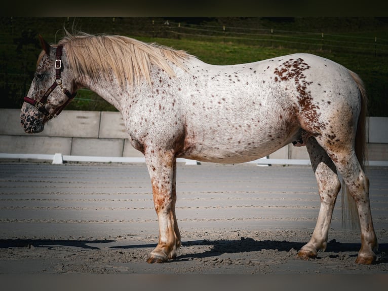 Andere Rassen Ruin 8 Jaar 147 cm Appaloosa in Nettersheim