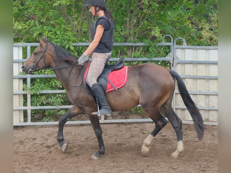 Andere Rassen Ruin 8 Jaar 148 cm Donkerbruin in Buttstädt