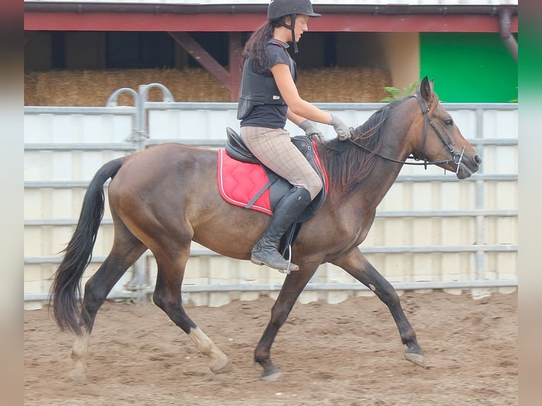 Andere Rassen Ruin 8 Jaar 148 cm Donkerbruin in Buttstädt