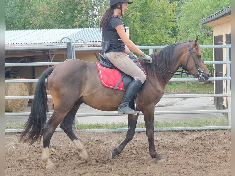 Andere Rassen Ruin 8 Jaar 148 cm Donkerbruin in Buttstädt