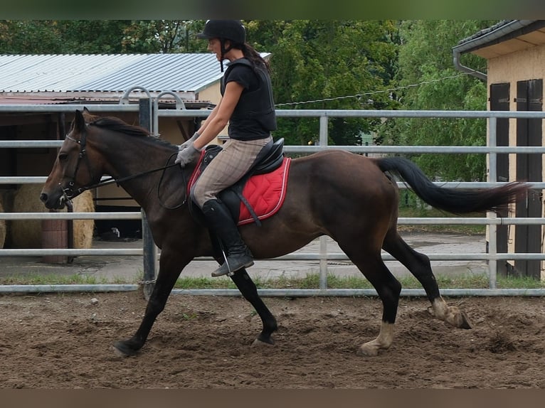 Andere Rassen Ruin 8 Jaar 148 cm Donkerbruin in Buttstädt