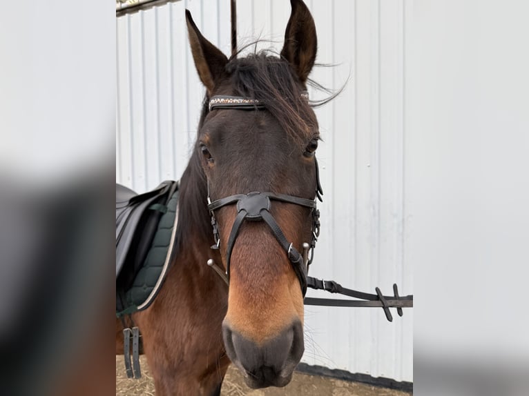 Andere Rassen Ruin 8 Jaar 150 cm Bruin in Groß Quenstedt
