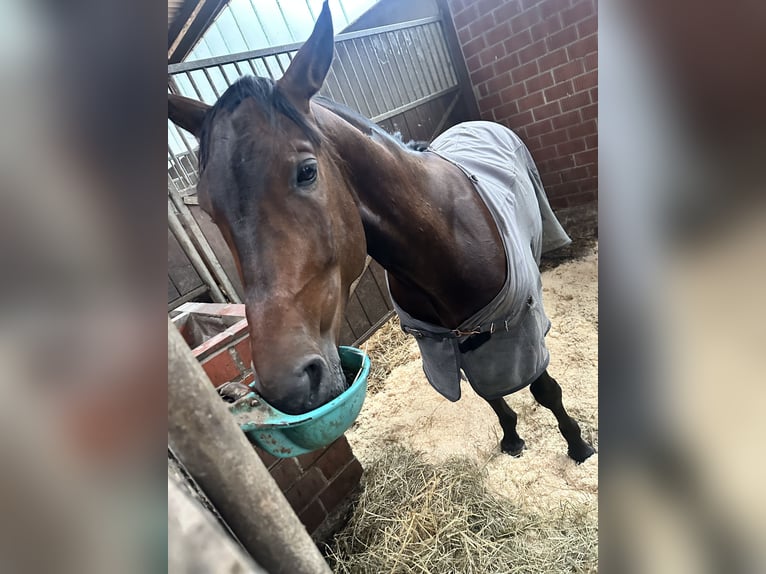 Andere Rassen Mix Ruin 8 Jaar 152 cm Bruin in Delbrück