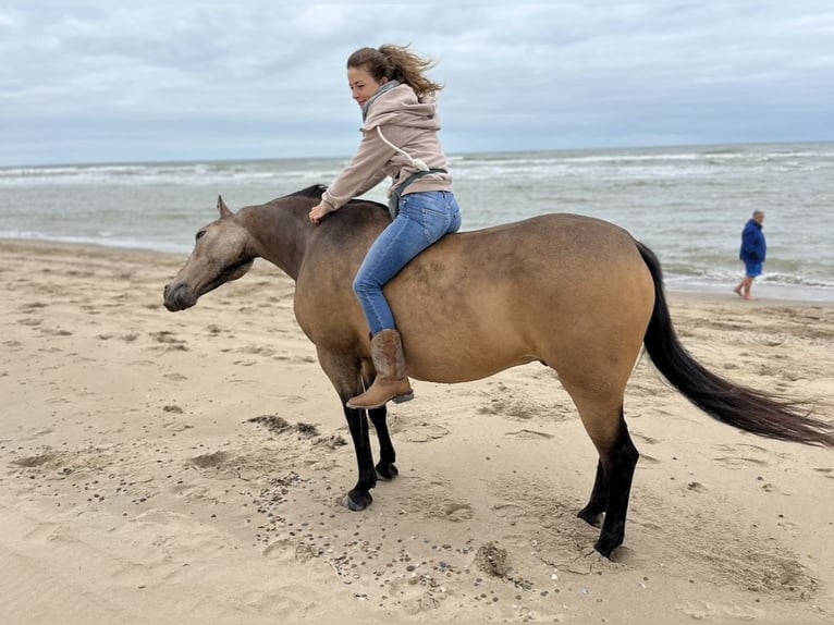 Andere Rassen Ruin 8 Jaar 153 cm Buckskin in Niederkr&#xFC;chten