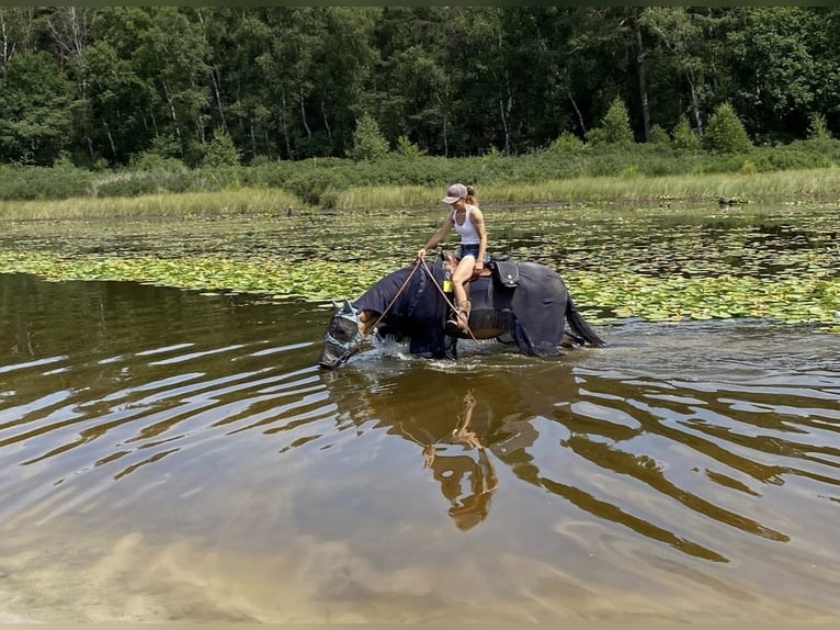 Andere Rassen Ruin 8 Jaar 153 cm Buckskin in Niederkr&#xFC;chten