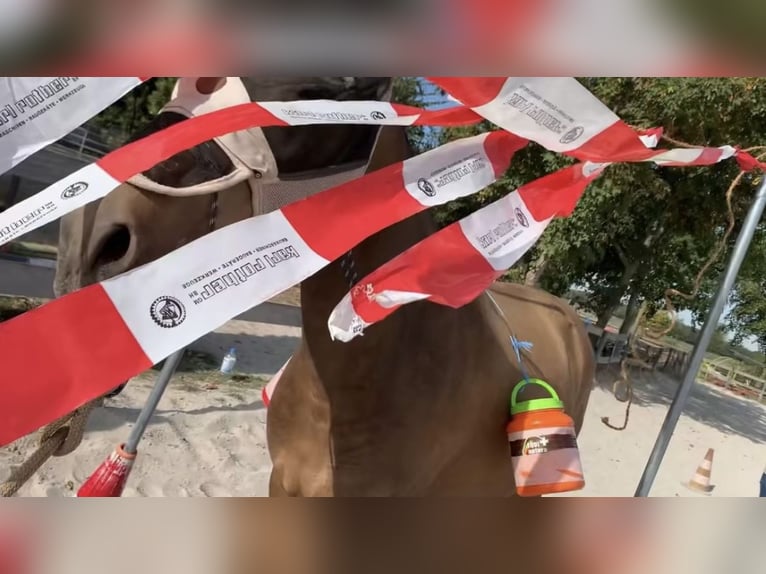 Andere Rassen Ruin 8 Jaar 153 cm Buckskin in Niederkr&#xFC;chten