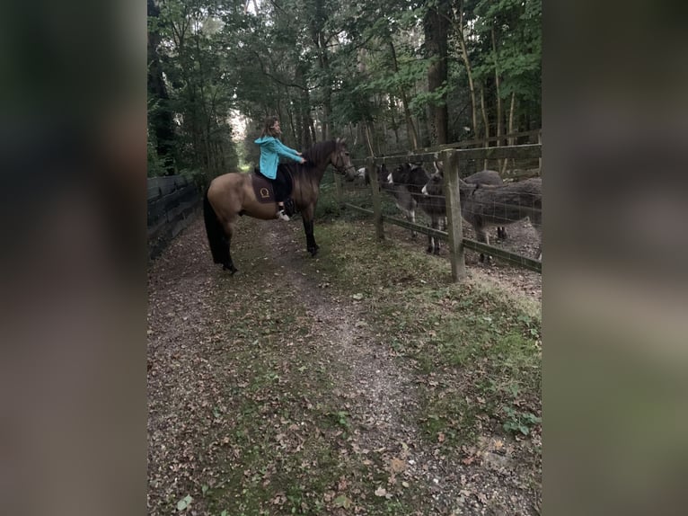 Andere Rassen Ruin 8 Jaar 153 cm Buckskin in Niederkr&#xFC;chten