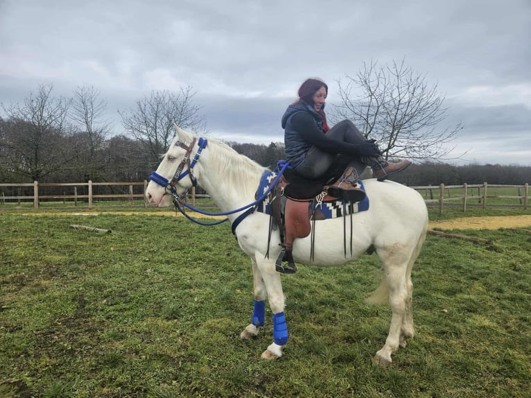 Andere Rassen Ruin 8 Jaar 153 cm Cremello in Linkenbach