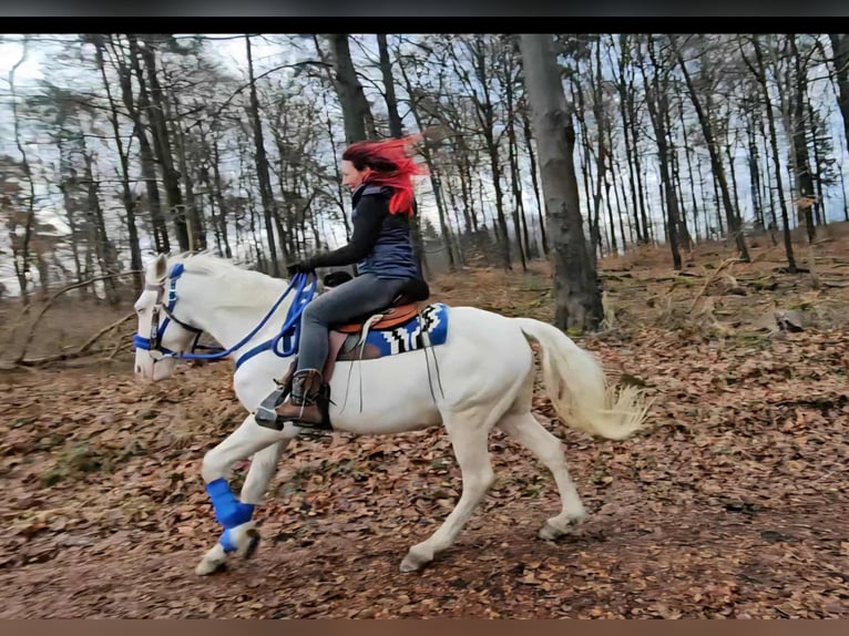 Andere Rassen Ruin 8 Jaar 153 cm Cremello in Linkenbach