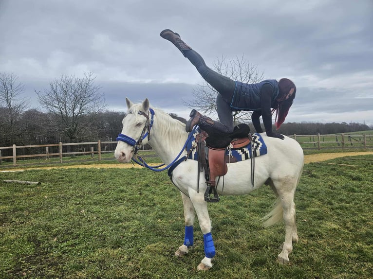 Andere Rassen Ruin 8 Jaar 153 cm Cremello in Linkenbach