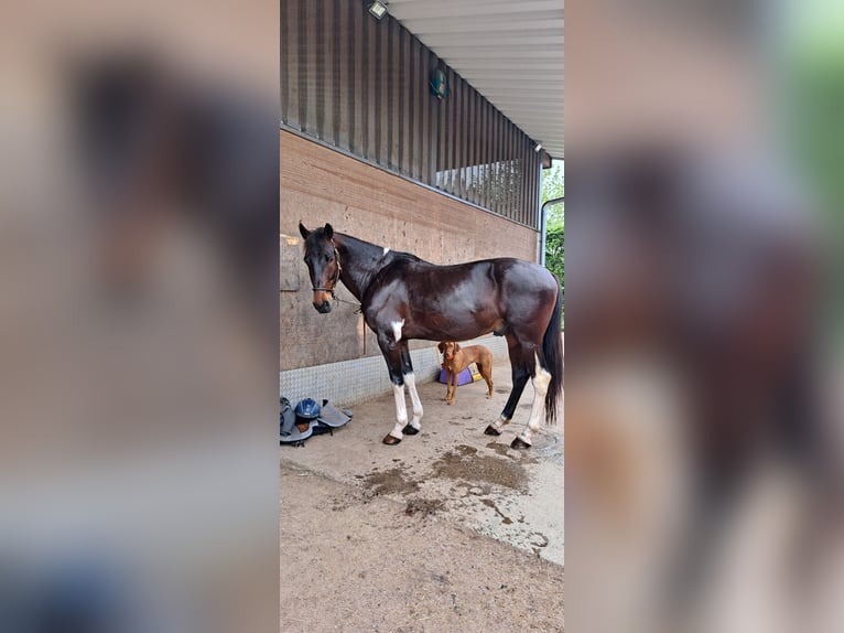 Andere Rassen Ruin 8 Jaar 155 cm Gevlekt-paard in Veringenstadt