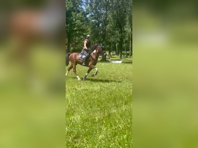 Andere Rassen Ruin 8 Jaar 155 cm Gevlekt-paard in Veringenstadt