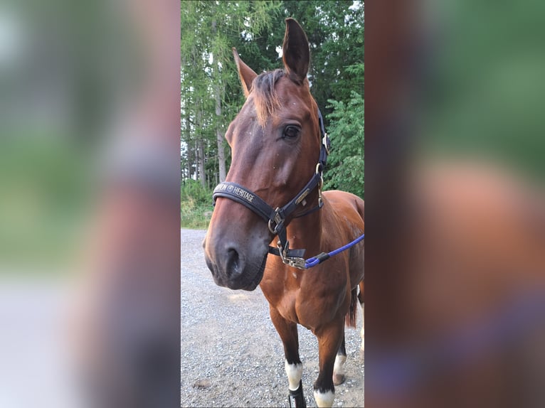 Andere Rassen Ruin 8 Jaar 155 cm Gevlekt-paard in Veringenstadt