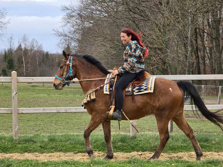 Andere Rassen Ruin 8 Jaar 157 cm Bruin in Linkenbach