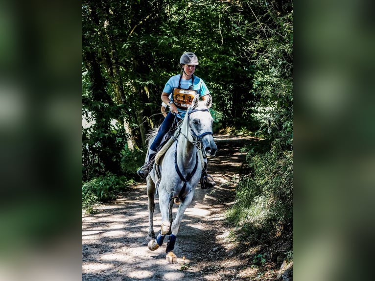 Andere Rassen Ruin 8 Jaar 157 cm Schimmel in Brantôme