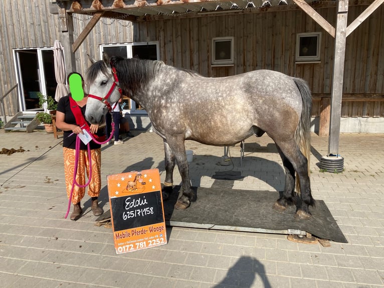 Andere Rassen Mix Ruin 8 Jaar 158 cm Appelschimmel in Wellendingen