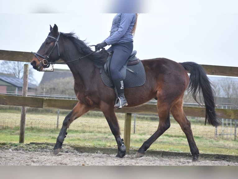 Andere Rassen Ruin 8 Jaar 158 cm Donkerbruin in Achtmaal