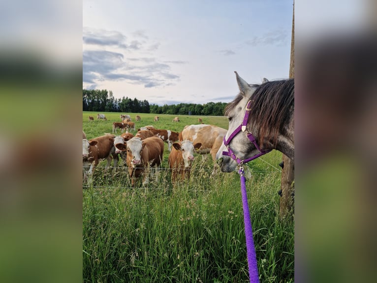 Andere Rassen Mix Ruin 8 Jaar 159 cm Appelschimmel in Wellendingen