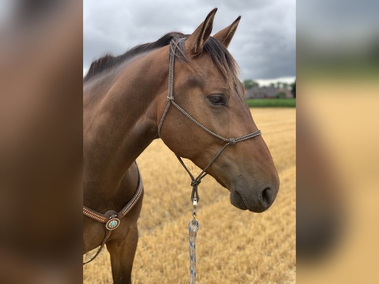 Andere Rassen Mix Ruin 8 Jaar 163 cm Bruin in Rheda-Wiedenbrück