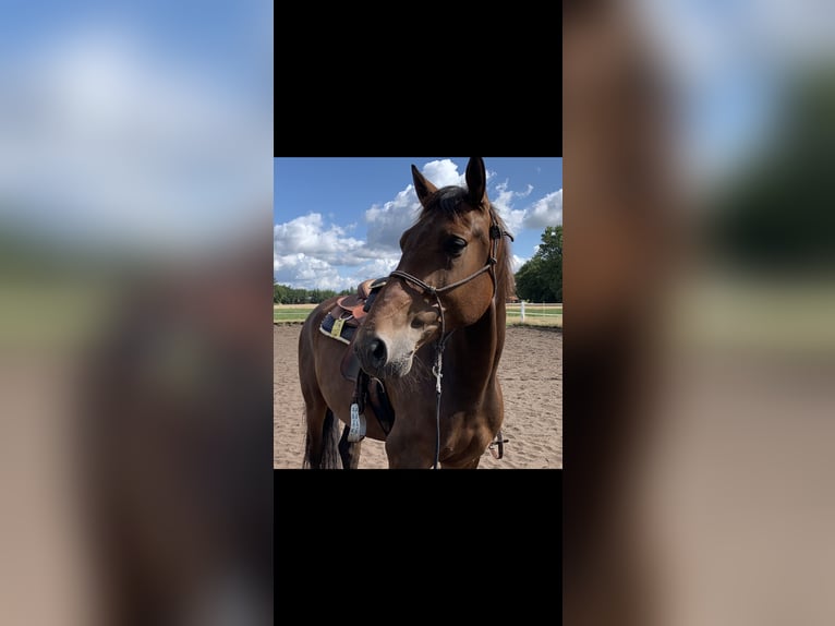 Andere Rassen Mix Ruin 8 Jaar 163 cm Bruin in Rheda-Wiedenbrück