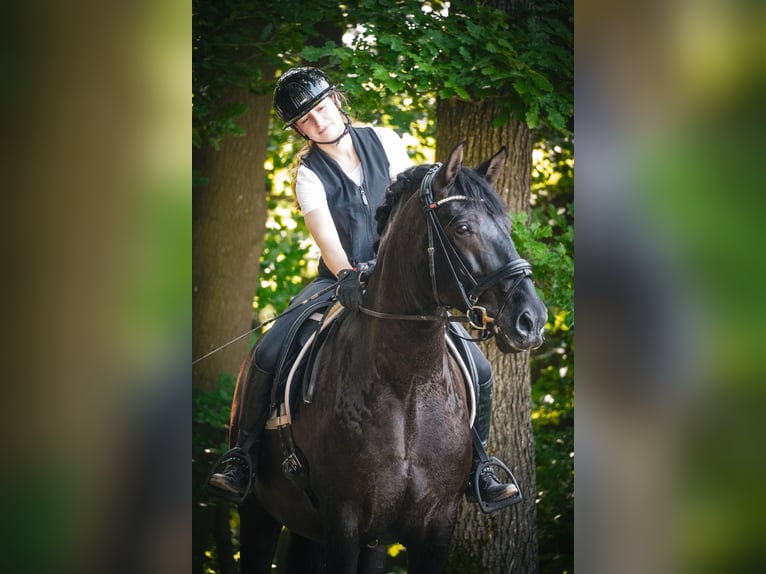 Andere Rassen Ruin 8 Jaar 165 cm Zwart in Nettersheim