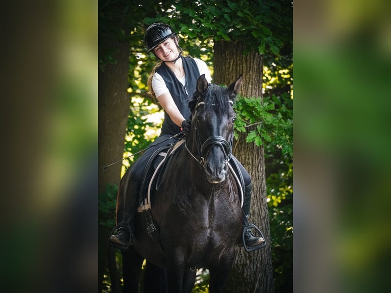Andere Rassen Ruin 8 Jaar 165 cm Zwart in Nettersheim