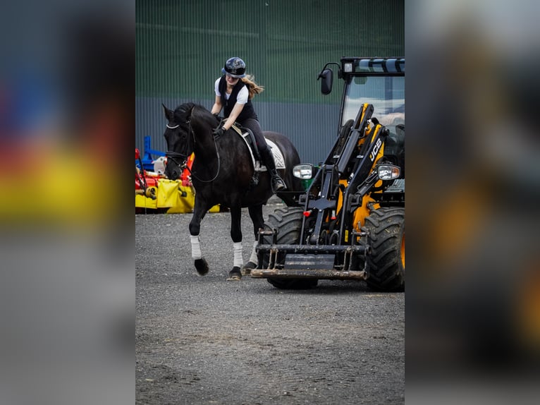 Andere Rassen Ruin 8 Jaar 165 cm Zwart in Nettersheim