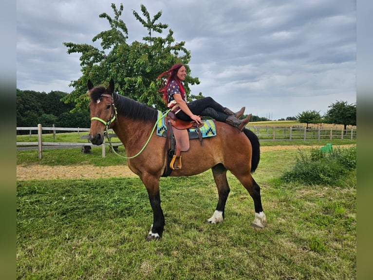 Andere Rassen Ruin 8 Jaar 177 cm Bruin in Linkenbach