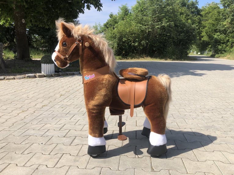 Andere Rassen Ruin 8 Jaar 70 cm Zwart in Mainbernheim