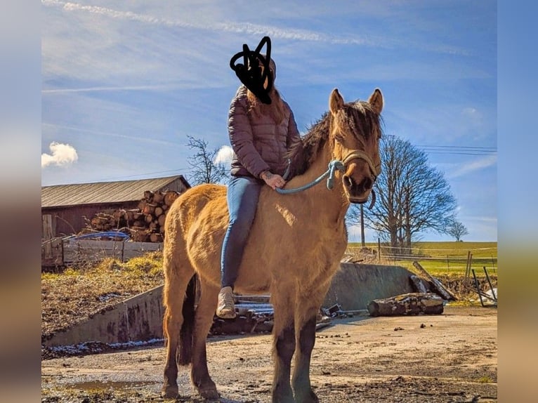 Andere Rassen Ruin 9 Jaar 138 cm Falbe in Rehau