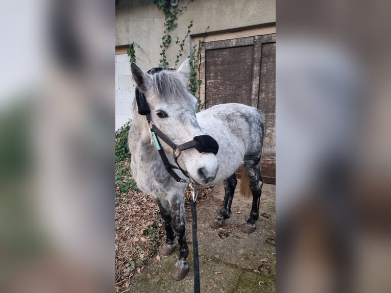 Andere Rassen Ruin 9 Jaar 142 cm Appelschimmel in Alt Ruppin