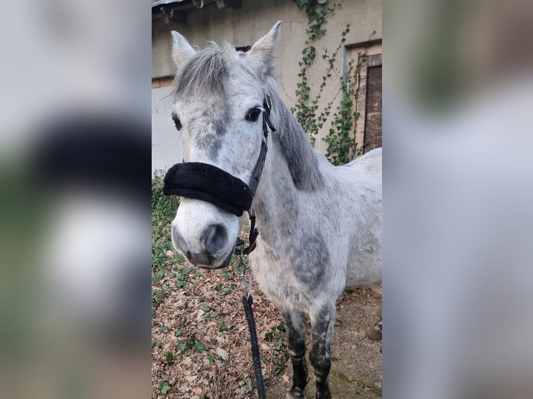 Andere Rassen Ruin 9 Jaar 142 cm Appelschimmel in Alt Ruppin