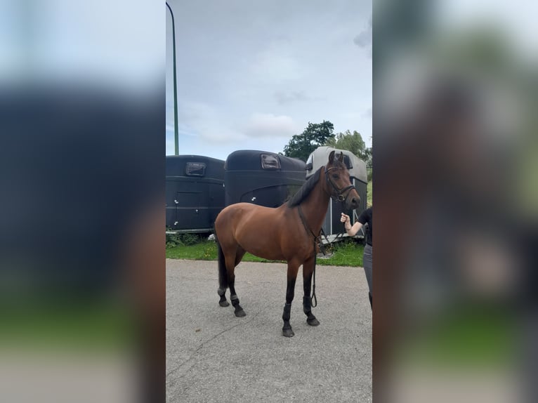 Andere Rassen Ruin 9 Jaar 143 cm in Waddinxveen