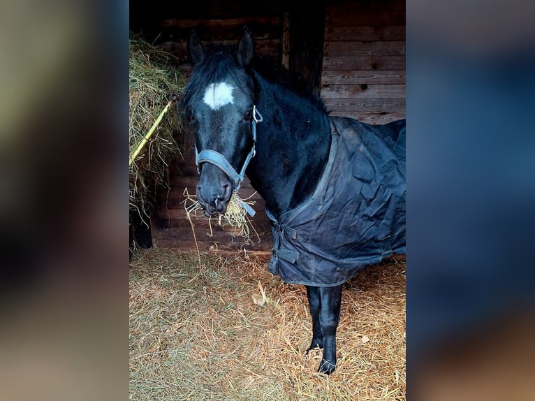 Andere Rassen Mix Ruin 9 Jaar 143 cm Zwartschimmel in Genk
