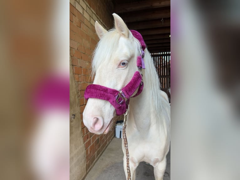Andere Rassen Mix Ruin 9 Jaar 144 cm Cremello in Langenzenn