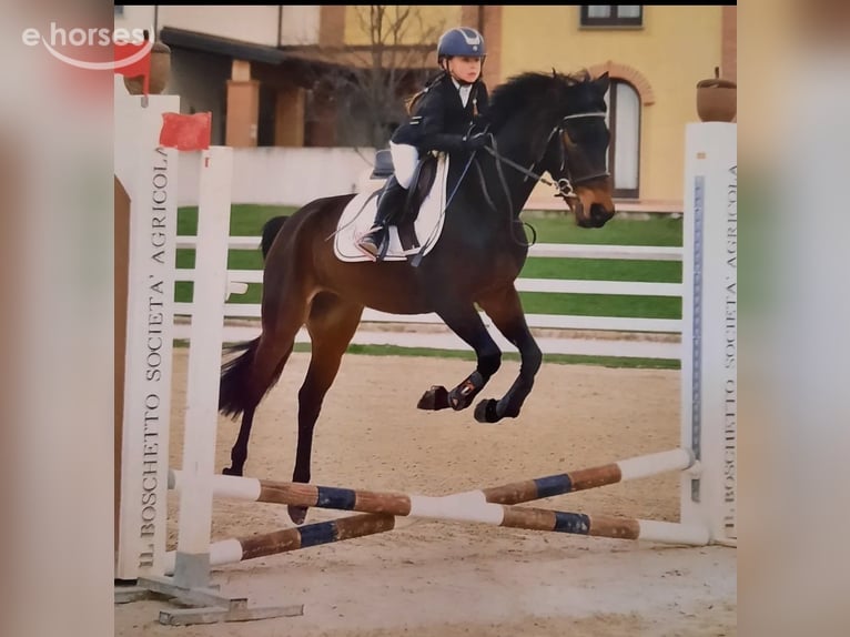 Andere Rassen Ruin 9 Jaar 146 cm Donkerbruin in besana brianza