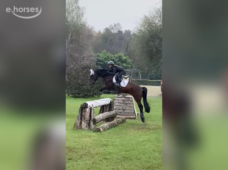 Andere Rassen Ruin 9 Jaar 146 cm Donkerbruin in besana brianza