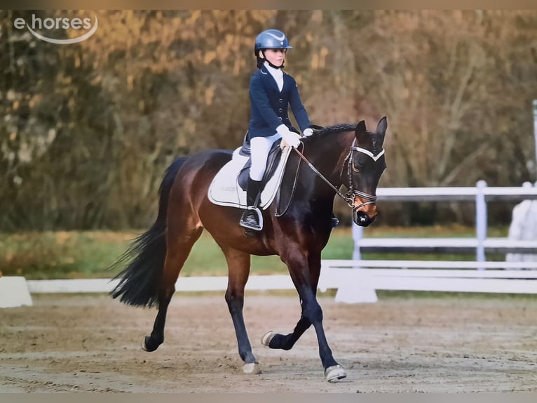 Andere Rassen Ruin 9 Jaar 146 cm Donkerbruin in besana brianza