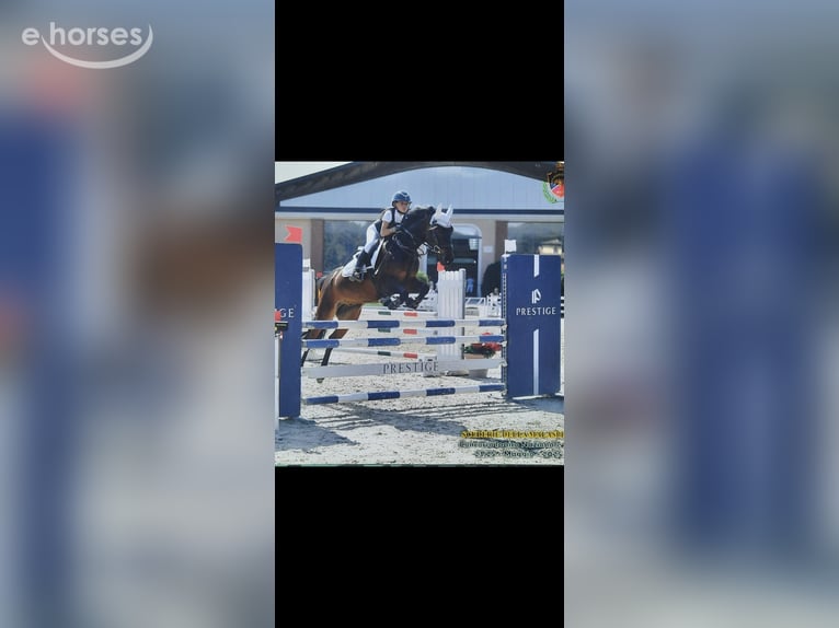 Andere Rassen Ruin 9 Jaar 146 cm Donkerbruin in besana brianza