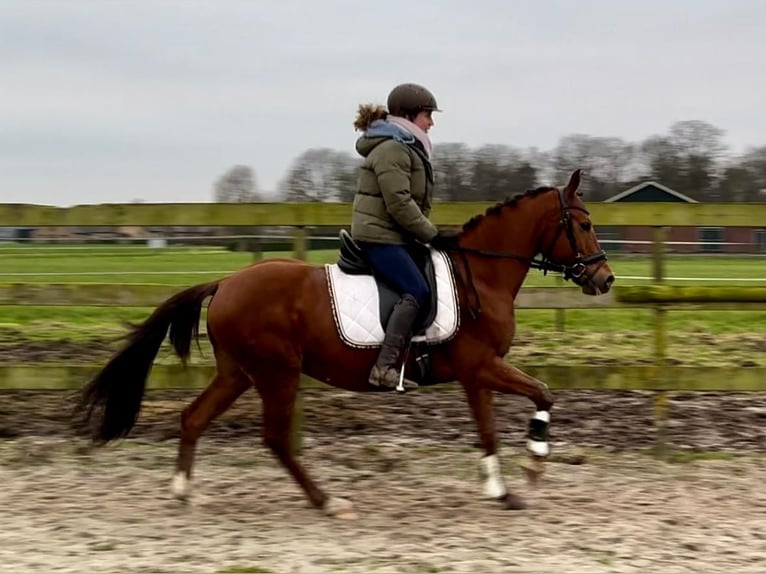 Andere Rassen Ruin 9 Jaar 147 cm Vos in Barneveld