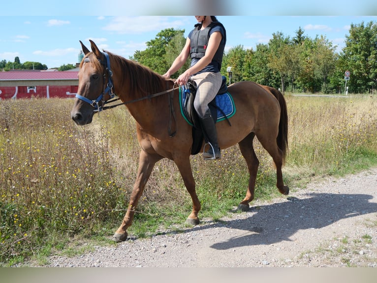 Andere Rassen Ruin 9 Jaar 150 cm Donkere-vos in Buttstädt
