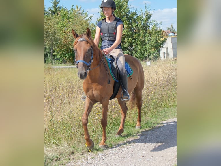 Andere Rassen Ruin 9 Jaar 150 cm Donkere-vos in Buttstädt