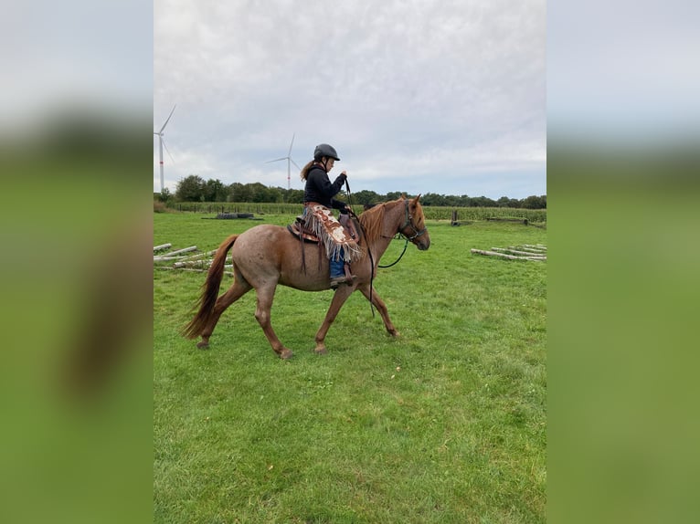 Andere Rassen Mix Ruin 9 Jaar 150 cm in Rotselaar