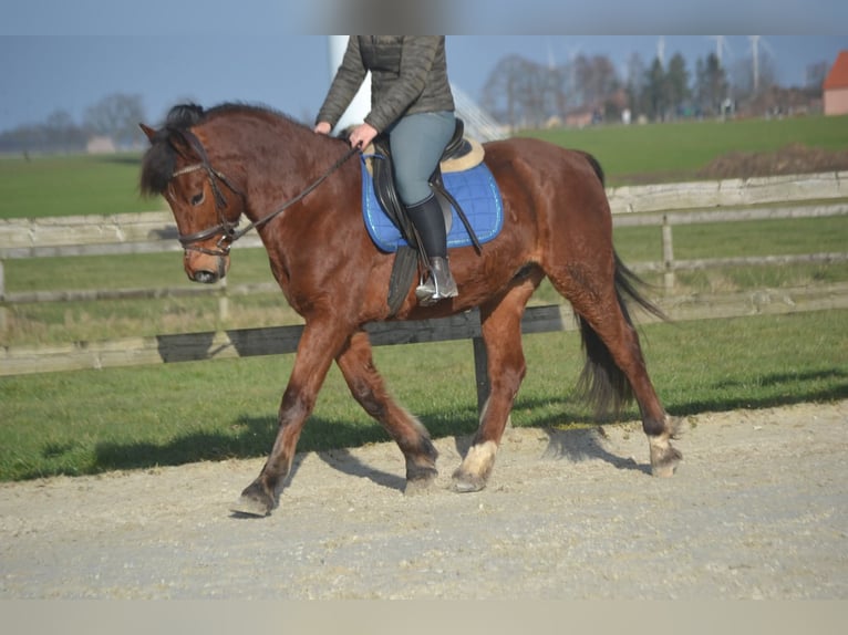 Andere Rassen Ruin 9 Jaar 151 cm Bruin in Breda