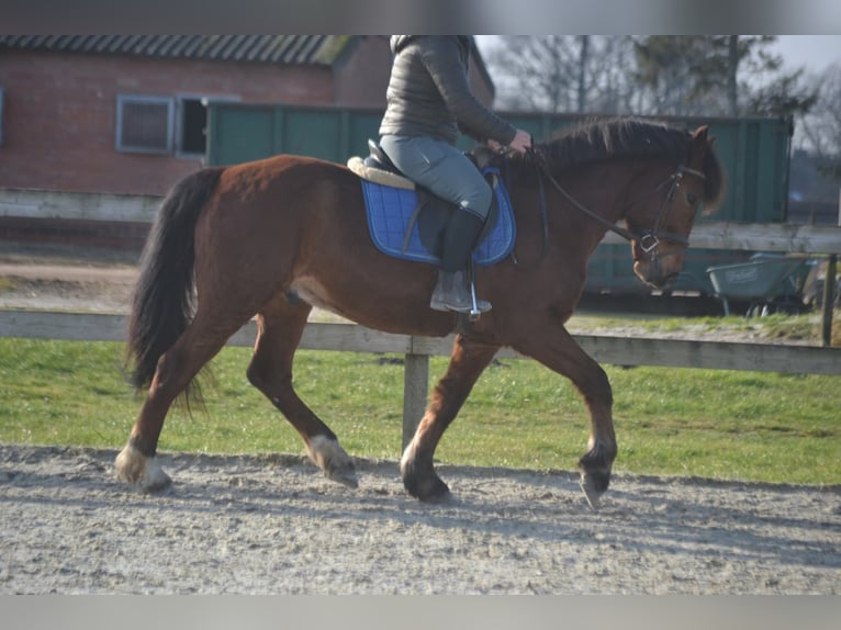 Andere Rassen Ruin 9 Jaar 151 cm Bruin in Breda