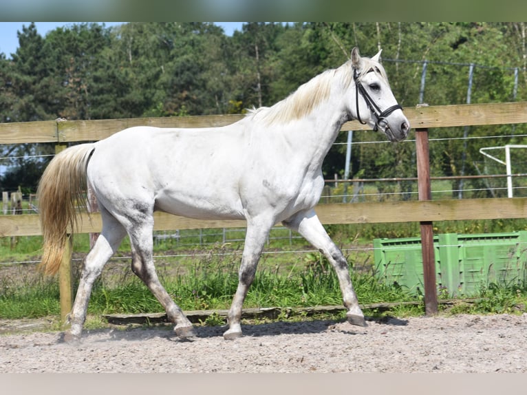 Andere Rassen Ruin 9 Jaar 151 cm Schimmel in Achtmaal